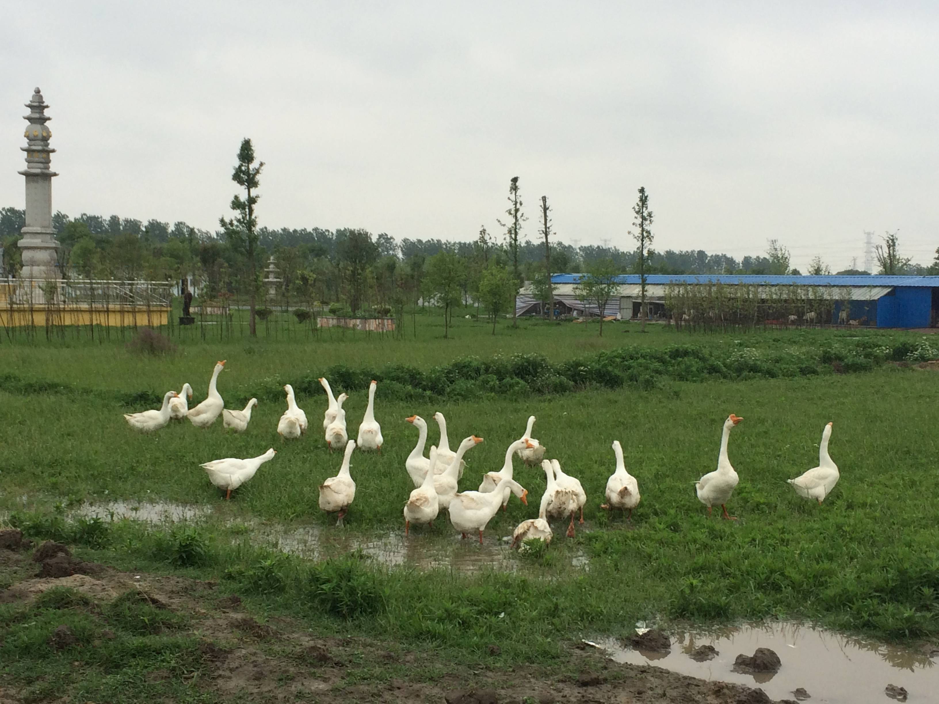 护生园相册(图文)